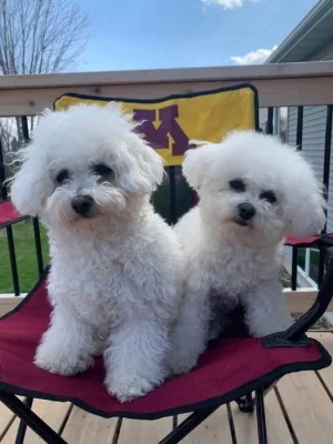 Nabízíme k prodeji štěňata bišonku frize.