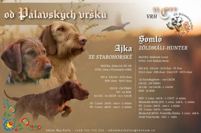 Maďarský ohař drátosrstý s průkazem původu – přijímáme rezervace