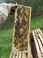 Včelí oddělky Langstroth 2/3, 6 rámků, 2026