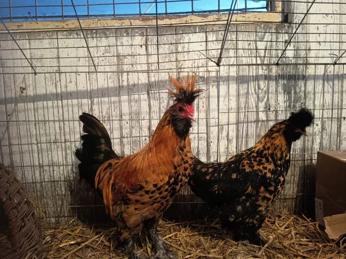 Pavlovky a hedvabničky