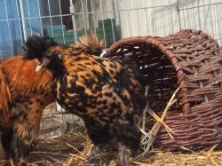 Pavlovky a hedvabničky