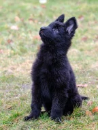 Německý ovčák - štěnátka s PP