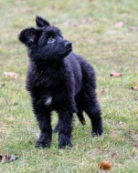 Německý ovčák - štěnátka s PP