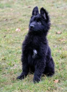 Německý ovčák - štěnátka s PP