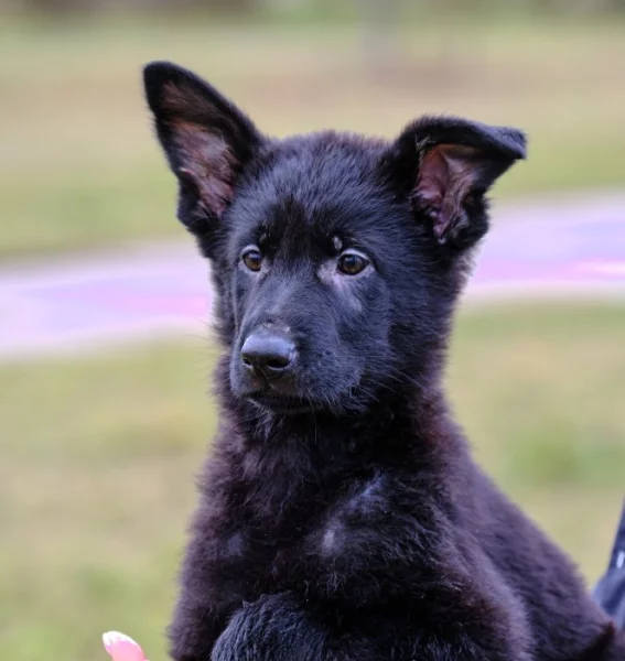 Německý ovčák - štěnátka s PP