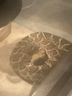 Crotalus Atrox
