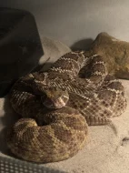 Crotalus Atrox