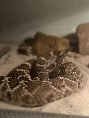 Crotalus Atrox