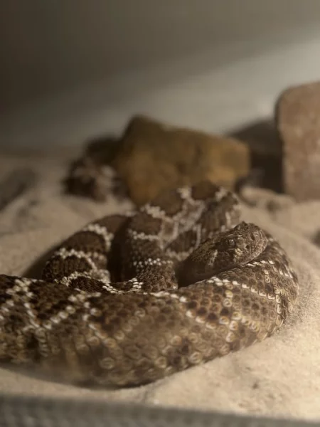 Crotalus Atrox