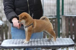 Shiba štěněte fenka s PP FCI