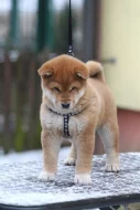 Shiba štěněte fenka s PP FCI