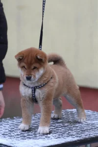 Shiba štěněte fenka s PP FCI