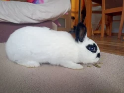 4 měsíční zakrslá samička