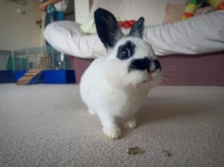 4 měsíční zakrslá samička