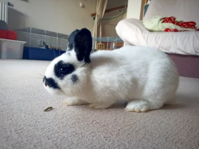 4 měsíční zakrslá samička