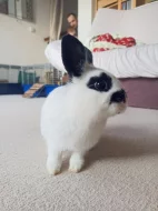 4 měsíční zakrslá samička