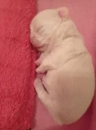 Čivava dlouhosrstá fenka bez PP