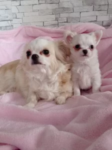 Čivava dlouhosrstá fenka bez PP