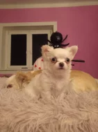 Čivava dlouhosrstá fenka bez PP