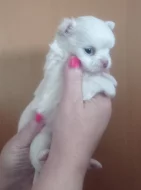 Čivava dlouhosrstá fenka bez PP