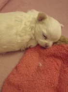 Čivava dlouhosrstá fenka bez PP