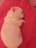 Čivava dlouhosrstá fenka bez PP