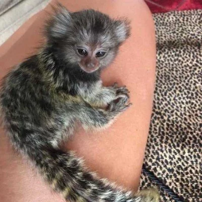 2 Marmoset opice pre nový domov