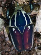 Aktuální nabídka larev zlatohlávků