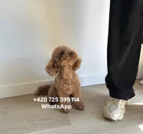 Toy poodle male / toy pudl pejsek 2,5-2,8 kg