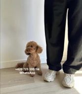 Toy poodle male / toy pudl pejsek 2,5-2,8 kg