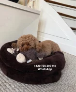 Toy poodle male / toy pudl pejsek 2,5-2,8 kg