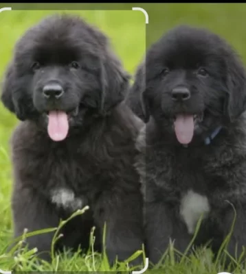 Novofudlansky pes štěňata