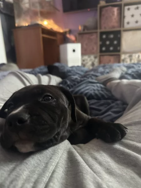 Americký pitbull teriér bez PP