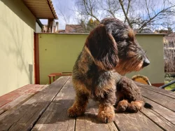 20 měsíční pes drsnosrstého (hrubosrstého) jezevčíka s PP