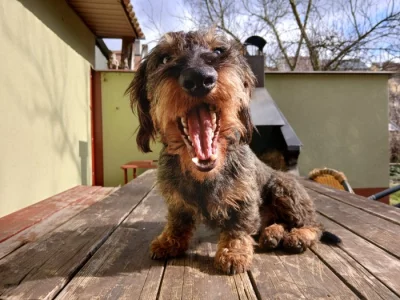 20 měsíční pes drsnosrstého (hrubosrstého) jezevčíka s PP