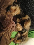 20 měsíční pes drsnosrstého (hrubosrstého) jezevčíka s PP