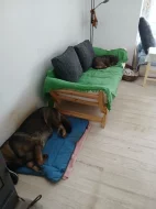 20 měsíční pes drsnosrstého (hrubosrstého) jezevčíka s PP