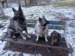 20 měsíční pes drsnosrstého (hrubosrstého) jezevčíka s PP