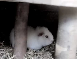 Krásný sameček US Teddy