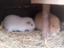 Krásný sameček US Teddy