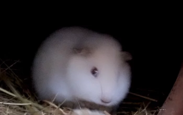 Krásný sameček US Teddy