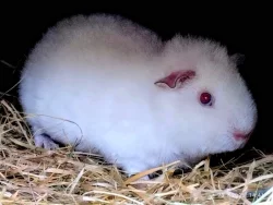 Krásný sameček US Teddy