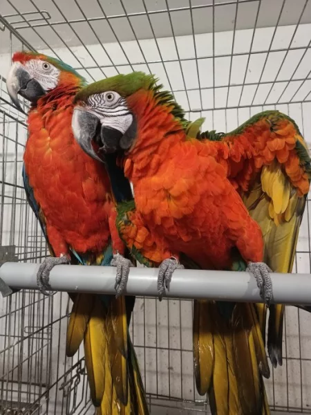 Vykoupím mníšky, amazonky, žaky