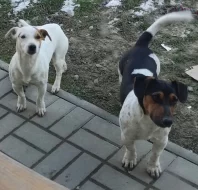 Štěňata Jack Russell teriér trikolor bez PP od 18.4.2026
