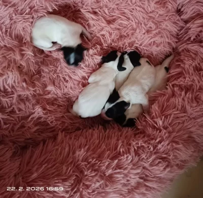 Štěňata Jack Russell teriér trikolor bez PP od 18.4.2026