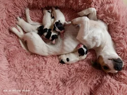 Štěňata Jack Russell teriér trikolor bez PP od 18.4.2026