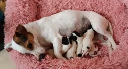 Štěňata Jack Russell teriér trikolor bez PP od 18.4.2026