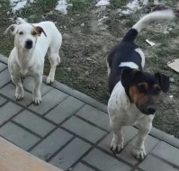 Štěňata Jack Russell teriér trikolor bez PP od 18.4.2026