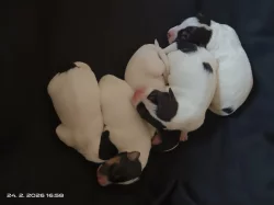 Štěňata Jack Russell teriér trikolor bez PP od 18.4.2026