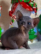 Kanadský sphynx